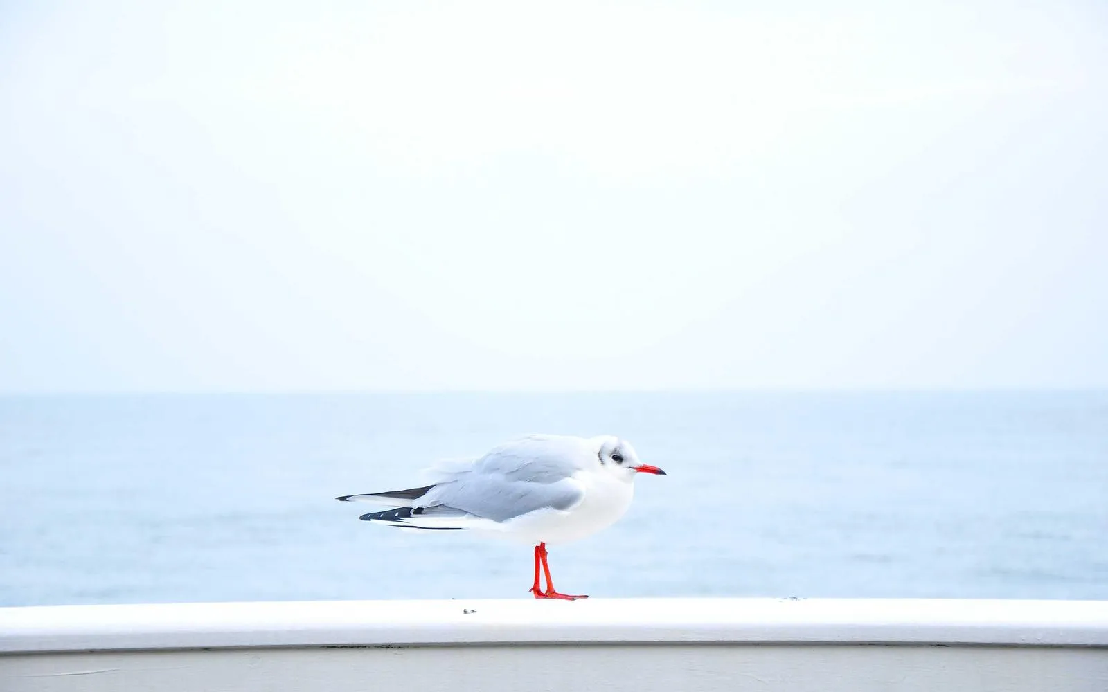 Weebill 3 — preview 3